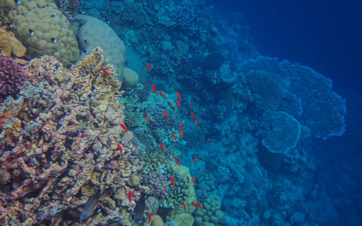 Scuba diving over a Red Sea reef